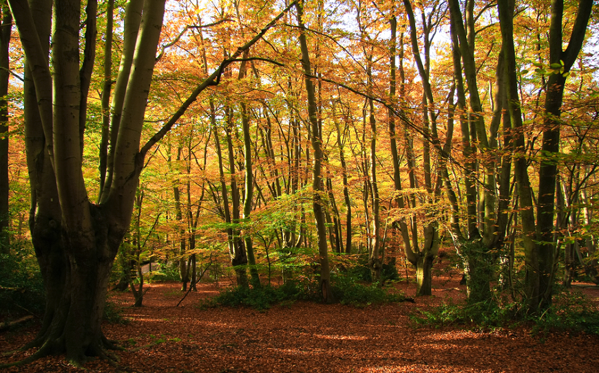 EPPING FOREST (ANH)